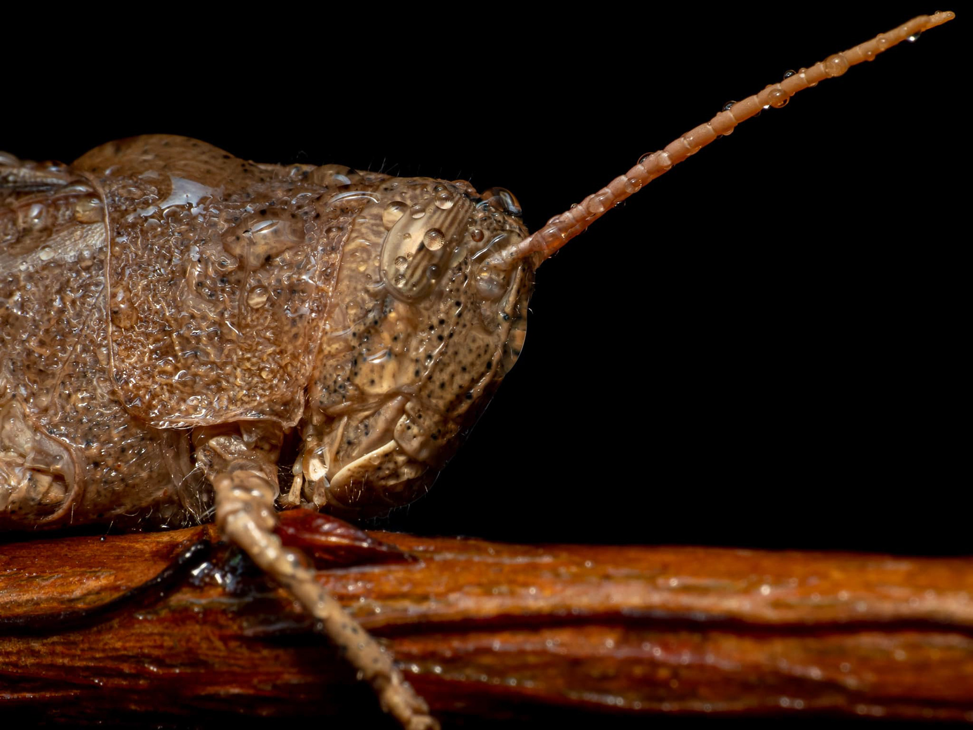 Mischievous Grasshopper in the rain. 