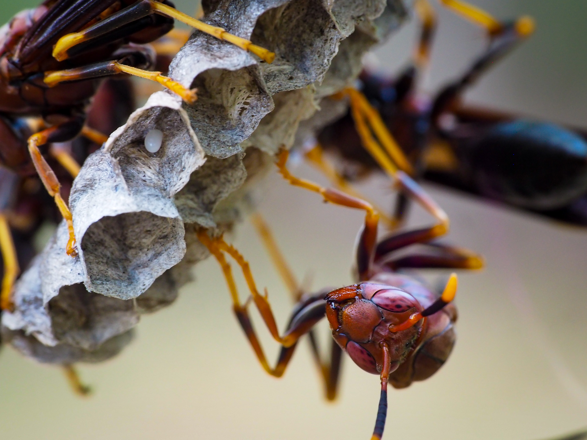 Paper Wasp