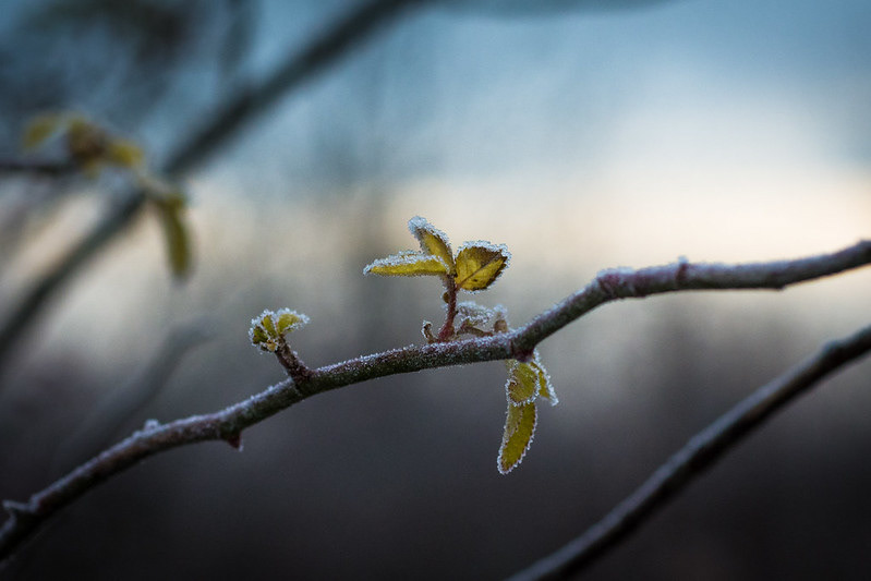 Crosswinds Marsh Nature Preserve, Romulus, MI-Nikon D7100