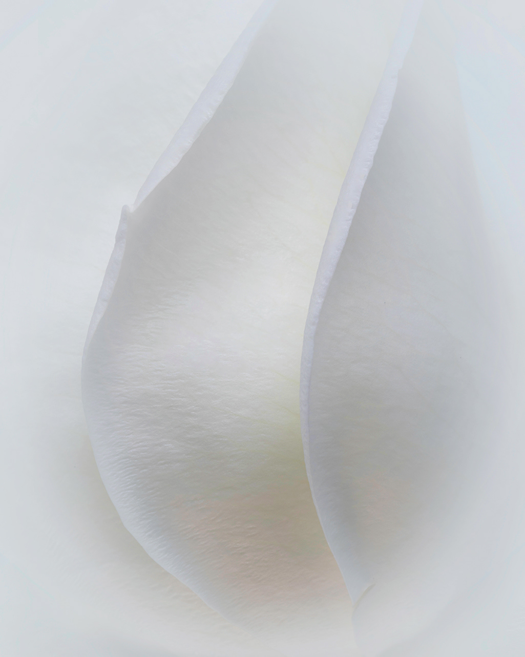 Whisp of a Rose 