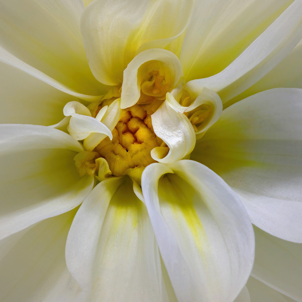 Yellow Dahlia