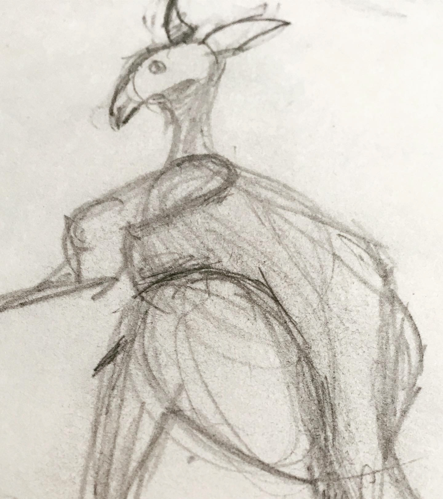 Kangaroo