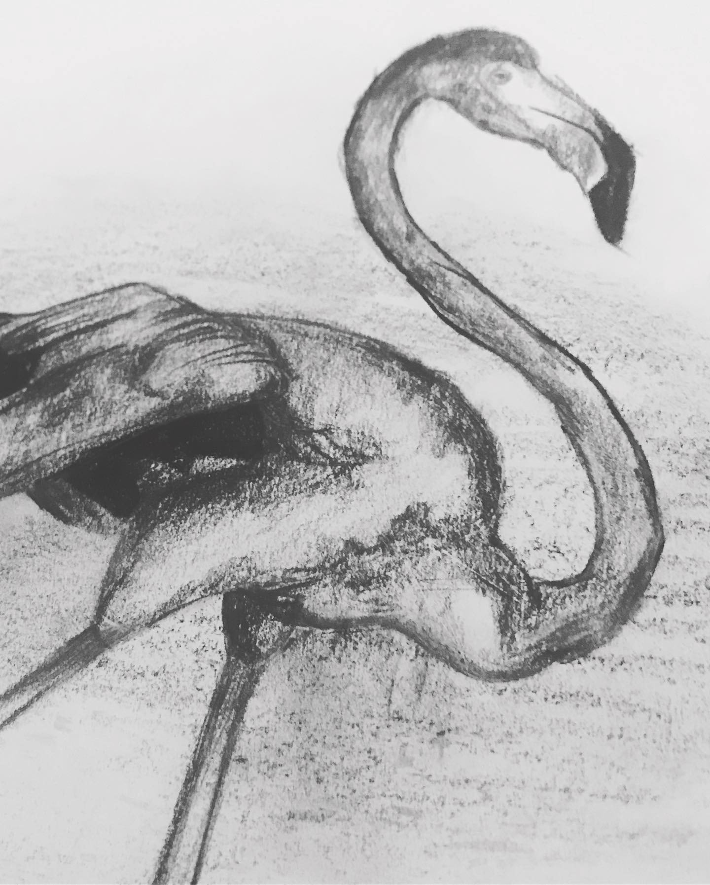 Flamingo
