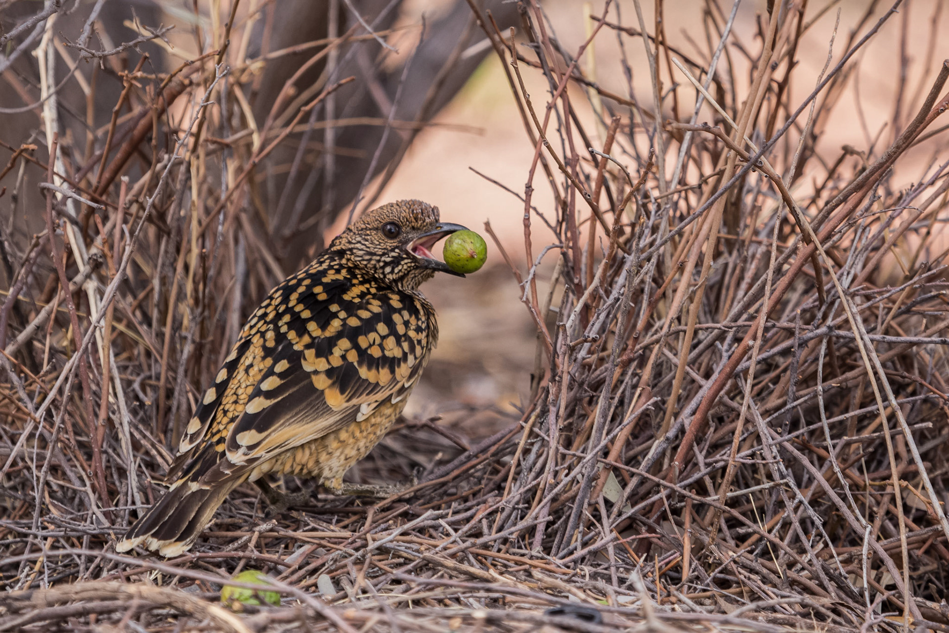 Bower Bird, Alice Springs