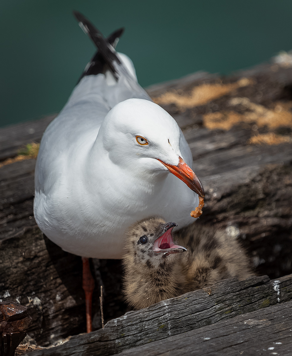 Feed Me, Western Australia