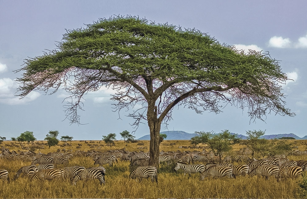 Camouflage, Serengeti