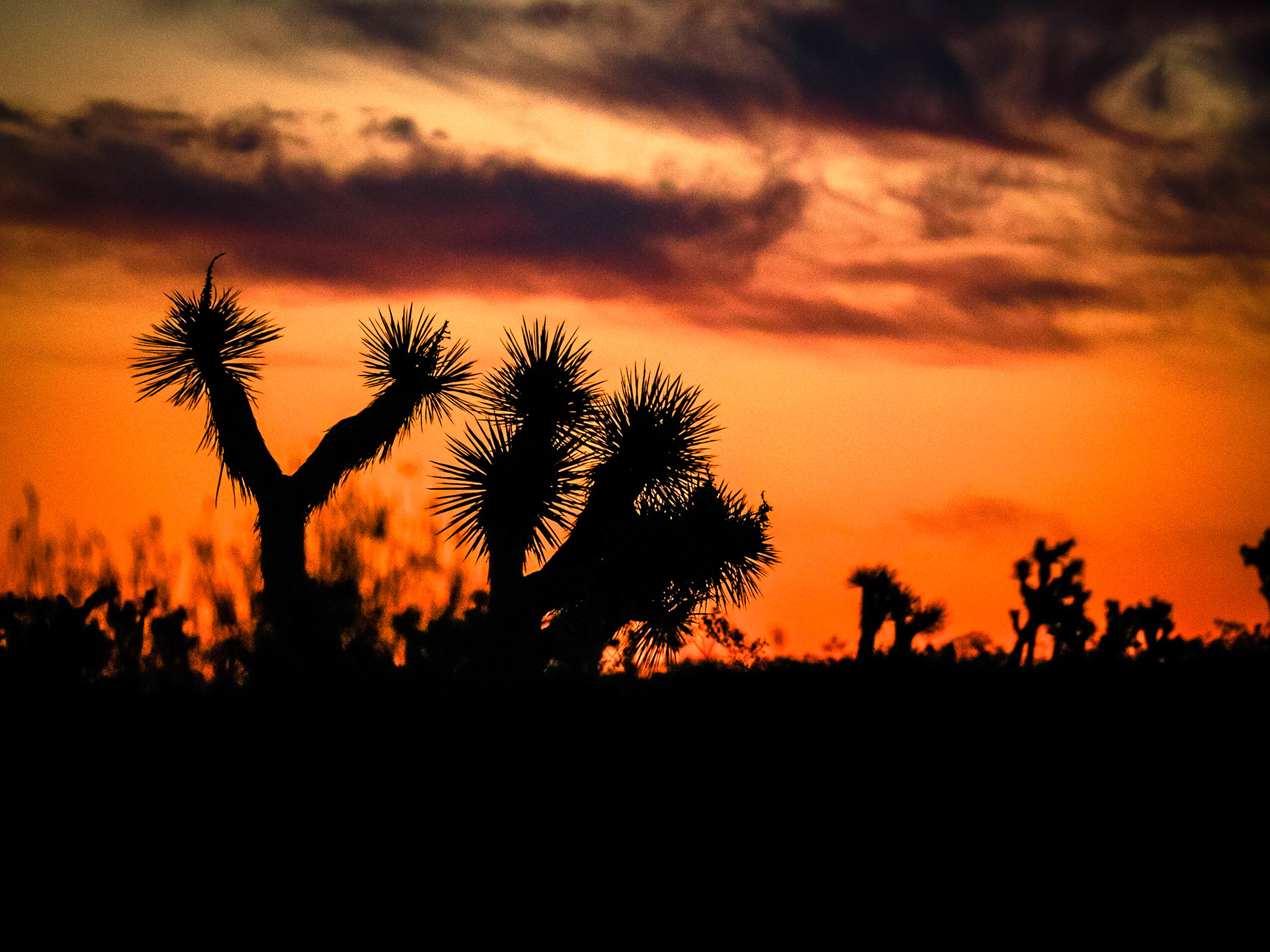 Joshua Tree National Park