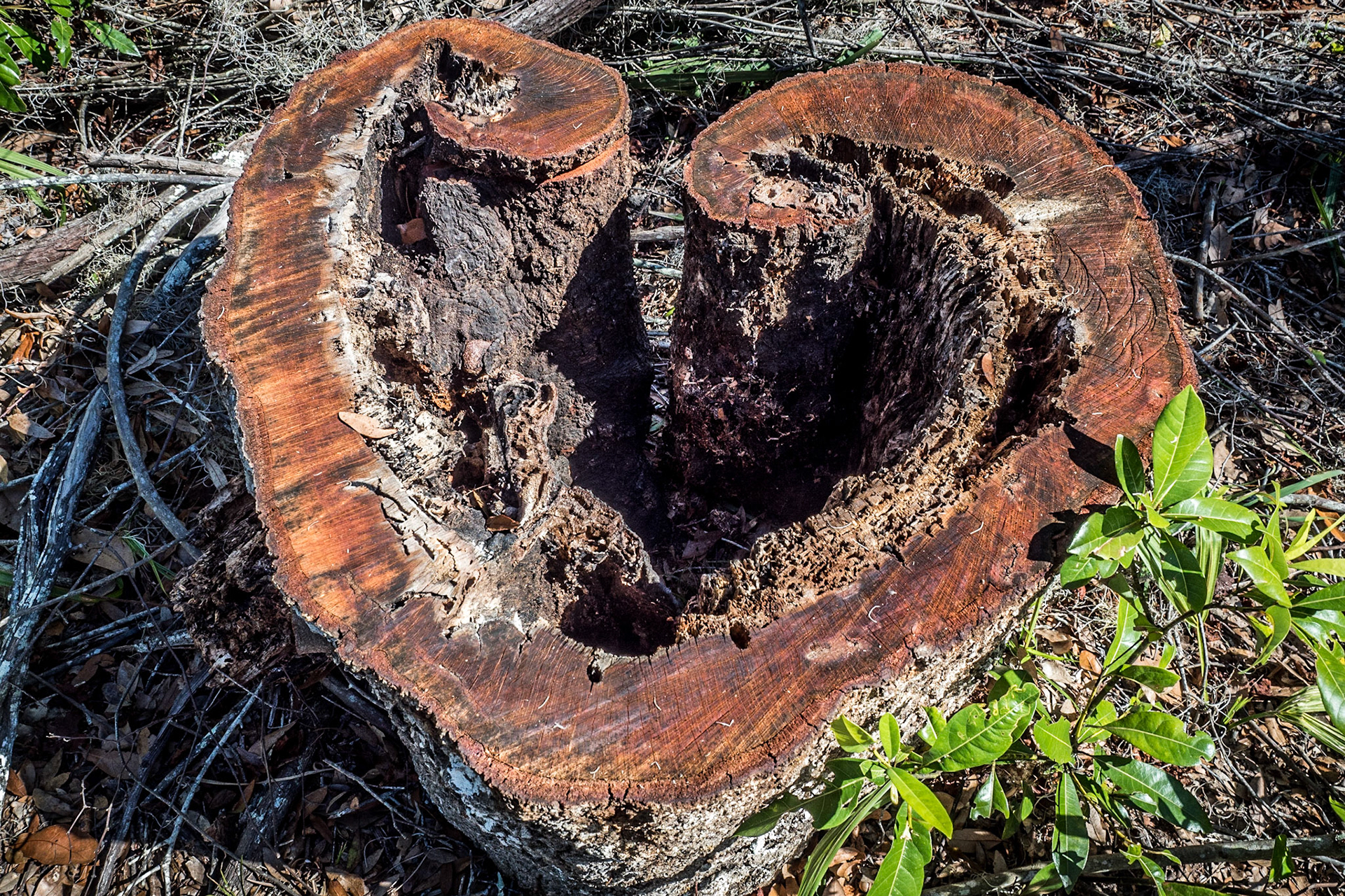 Cumberland Island National Seashore