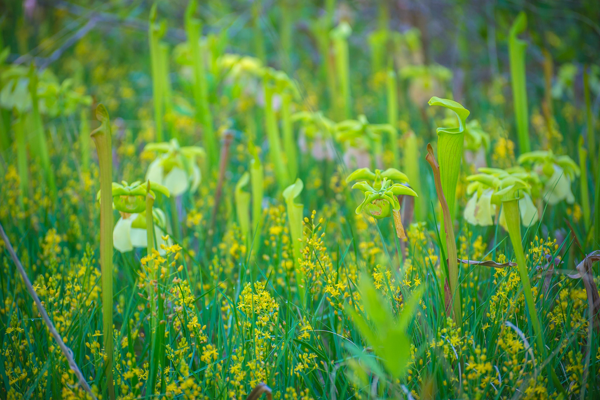 Big Thicket National Preserve