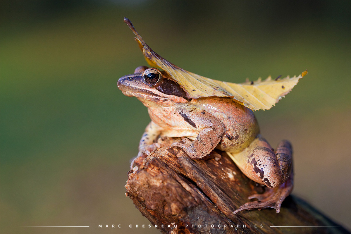 Grenouille agile