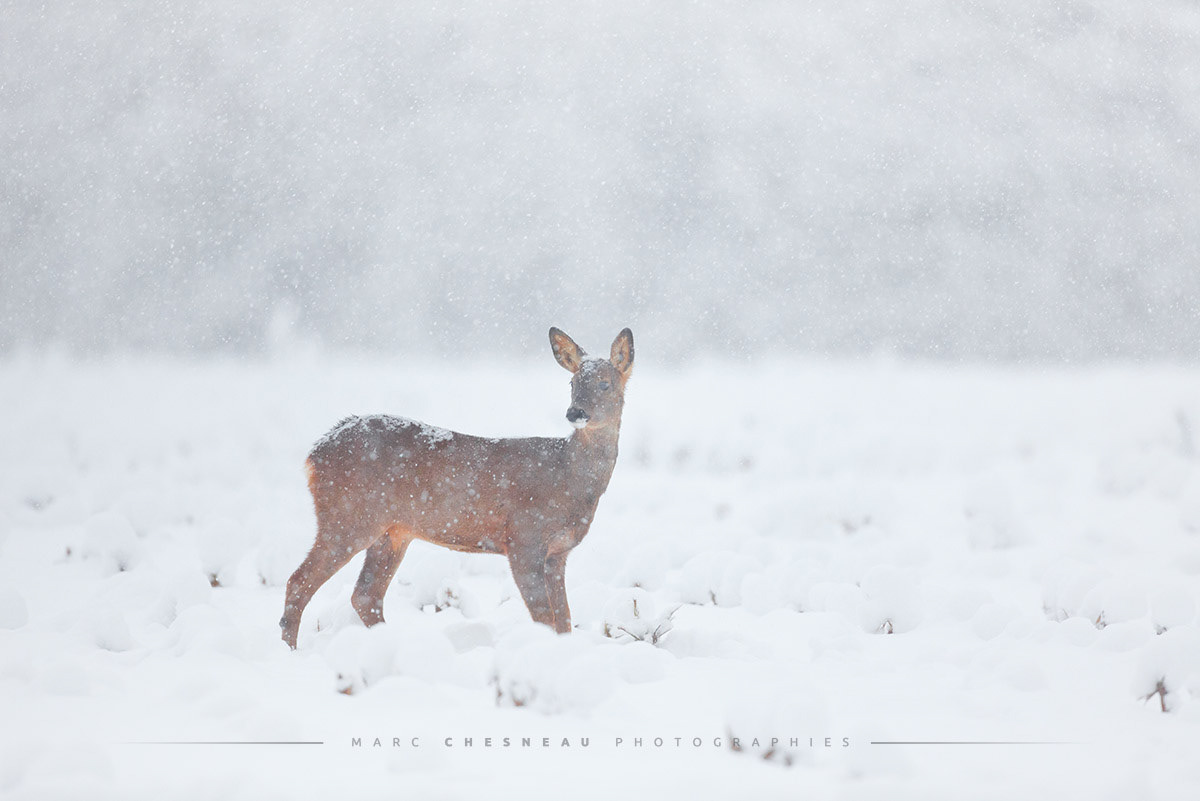 Hiver Blanc