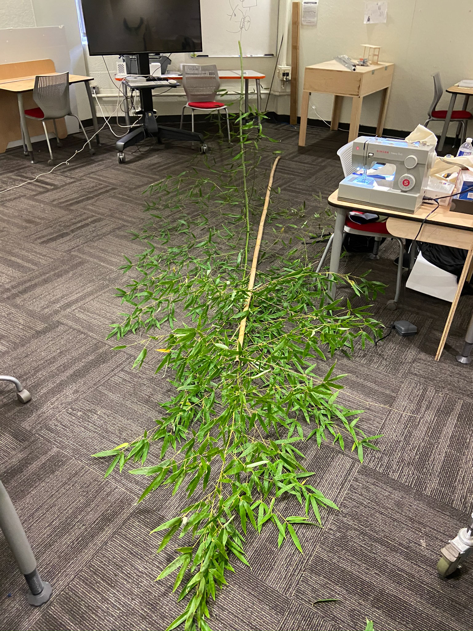 Sourced bamboo