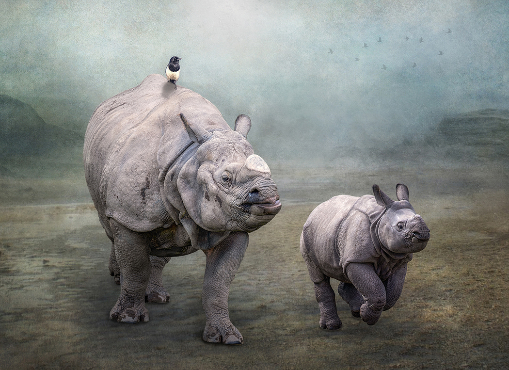 Rhino's on the Move