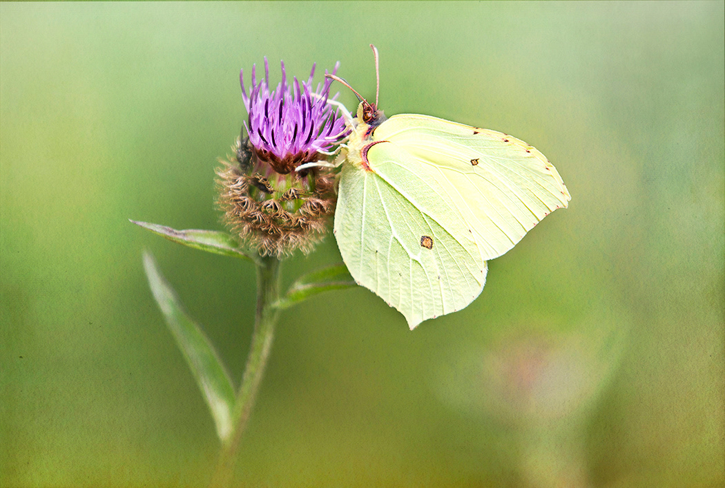 Brimstone