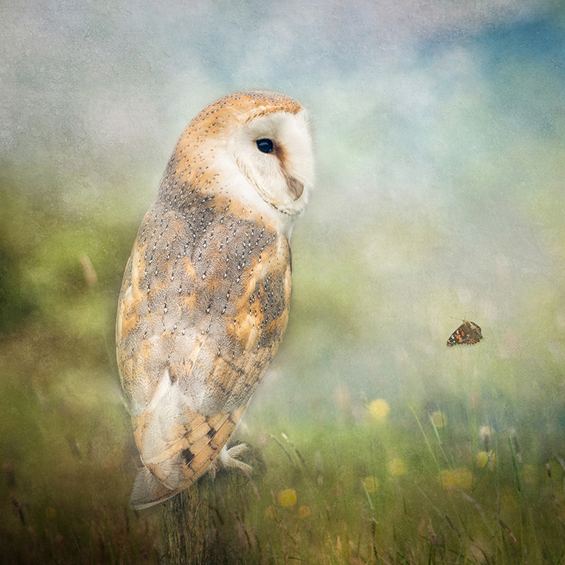 Barn Owl