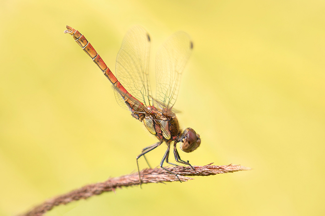 Common Darter