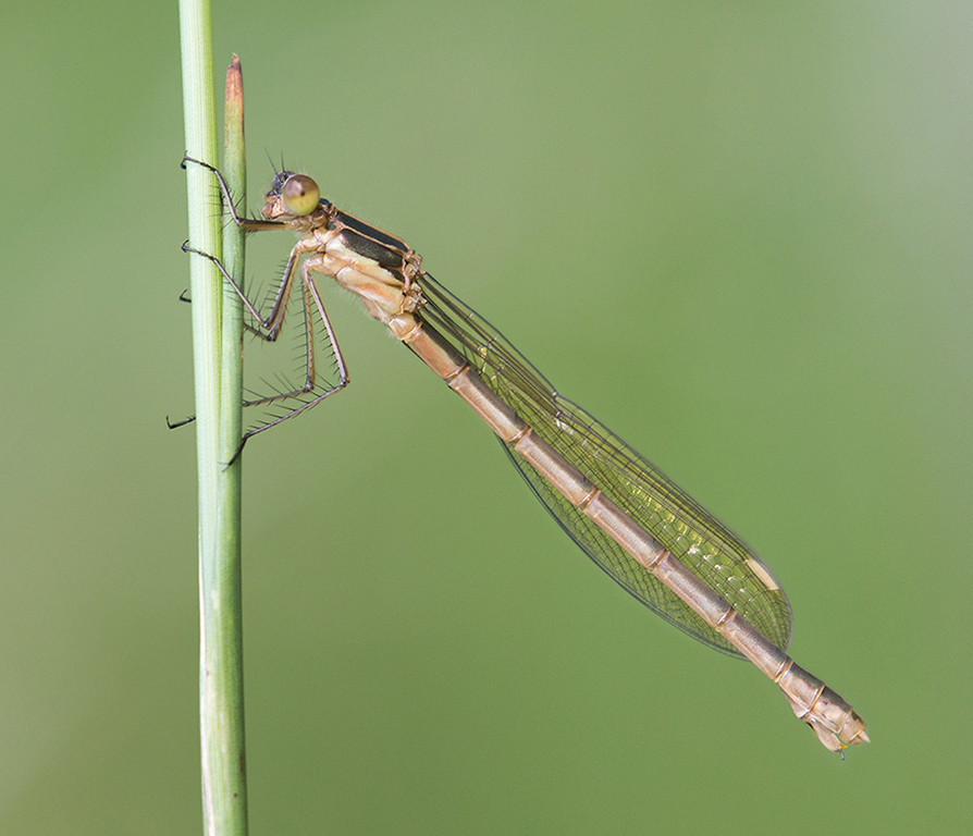 Emerald Damselfly