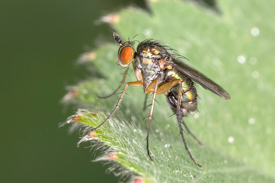 Fly