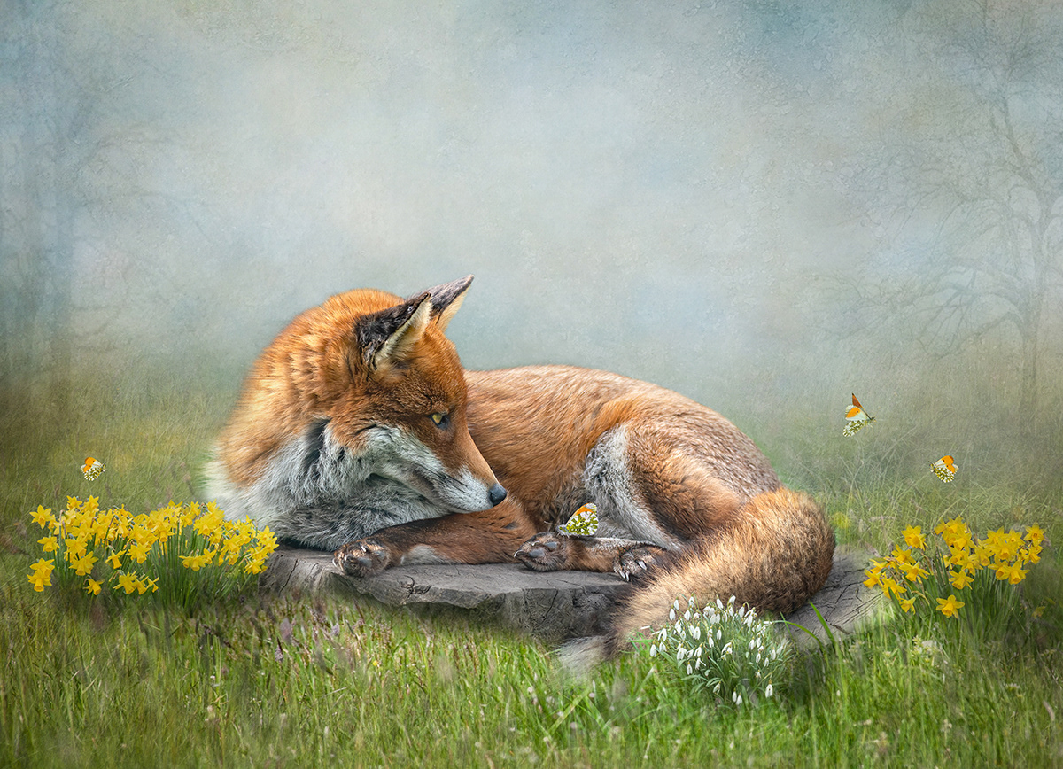 Fox