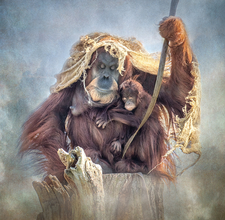 Sleeping Orang-utans