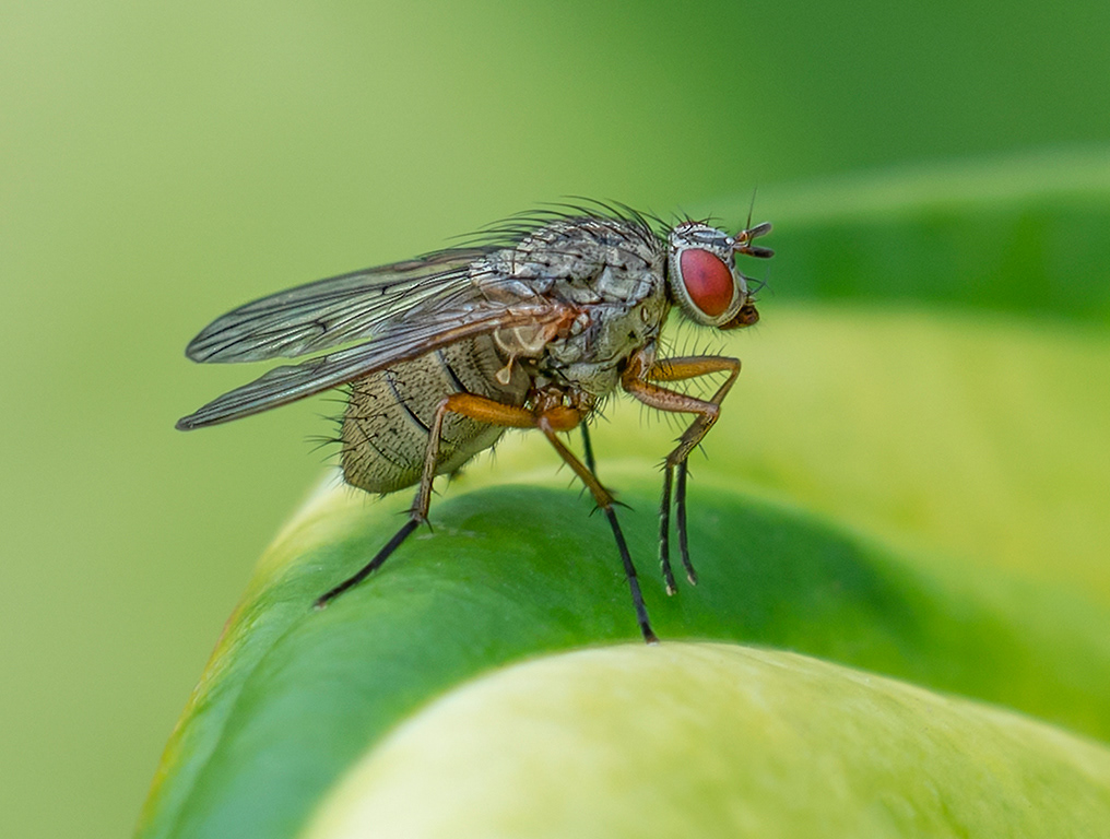 Fly