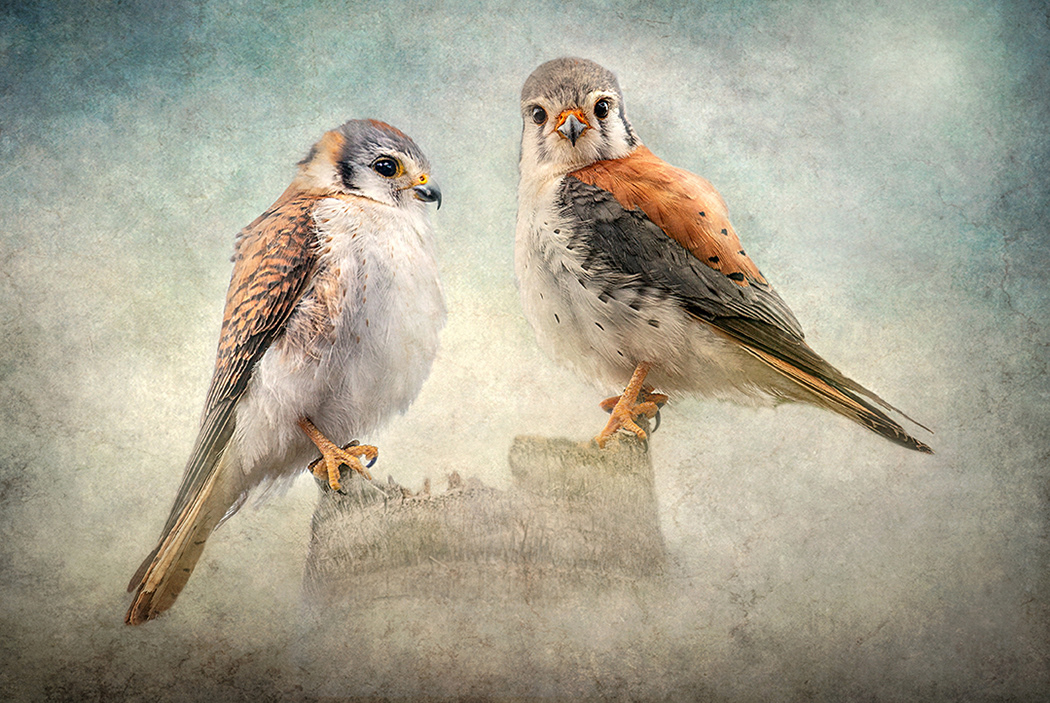 American Kestrels
