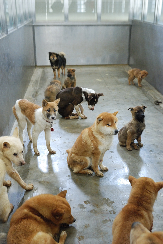 未来のしっぽ 犬たちをおくる日