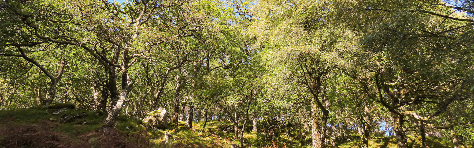 Oak woodland (temperate rainforest) on knoll of Aird Beitheach, Laudale Estate