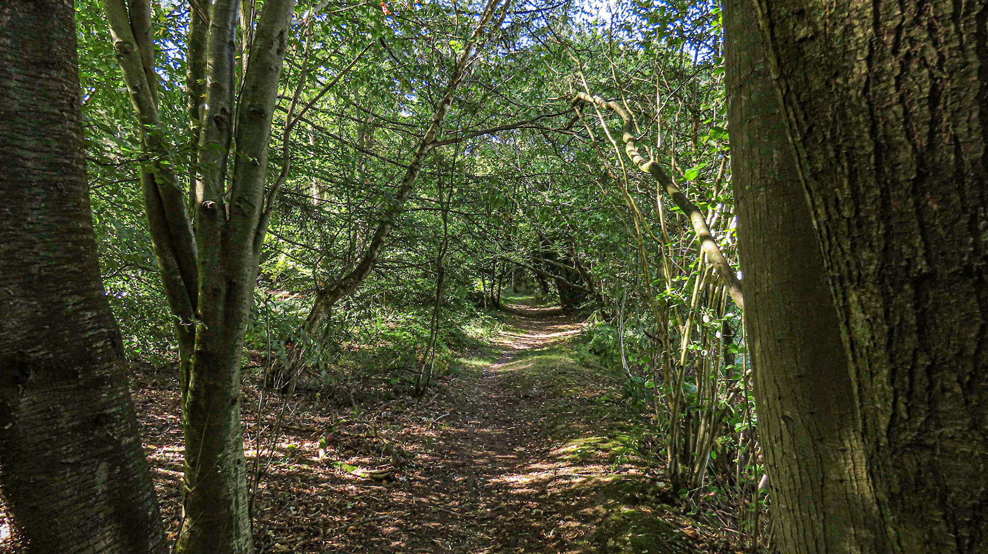 Pepperboxes Wood, Buckinghamshire