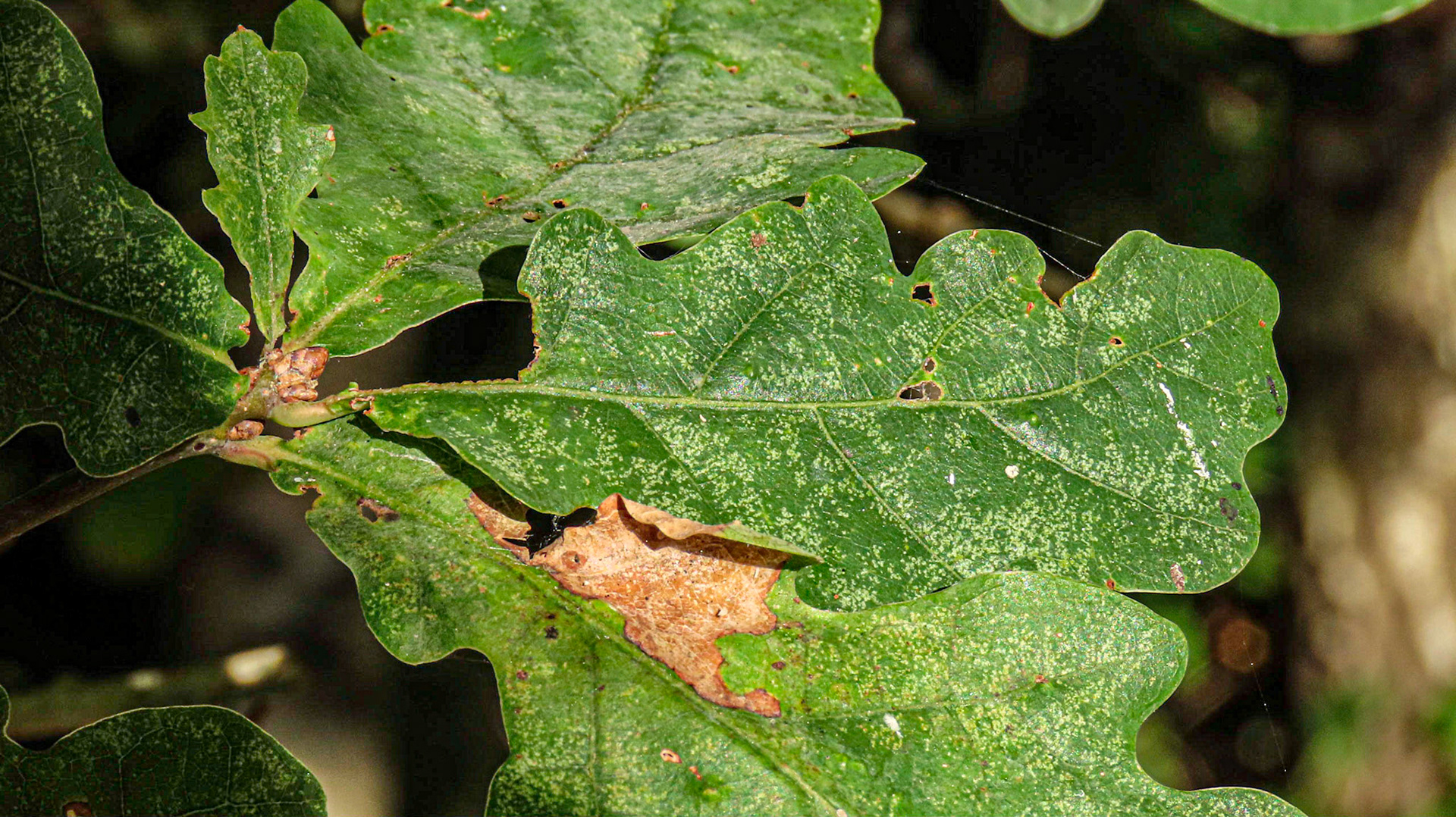 Peppard Wood, Oxfordshire