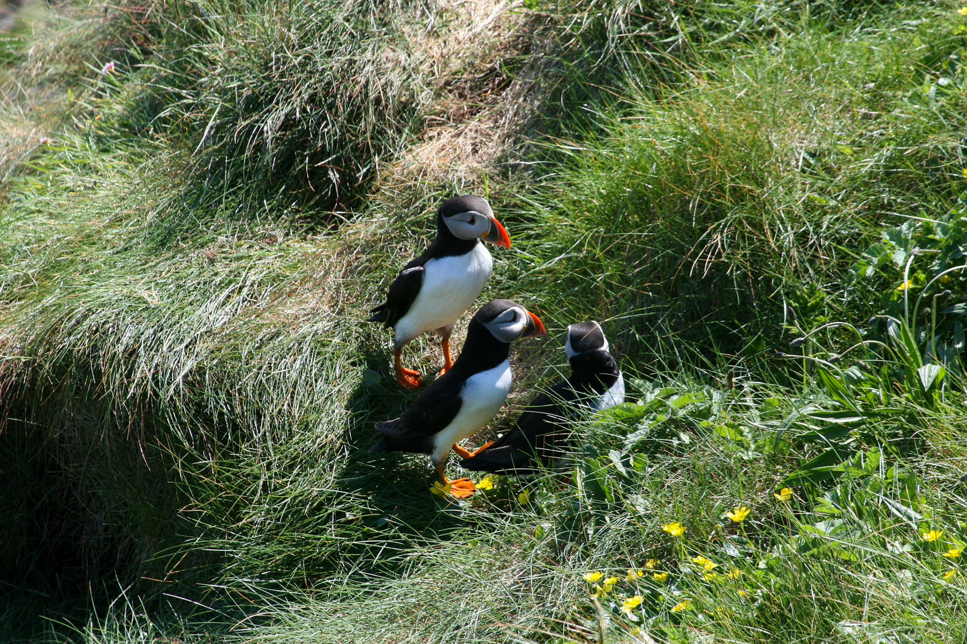 Puffin Isle Staffa, Scotland