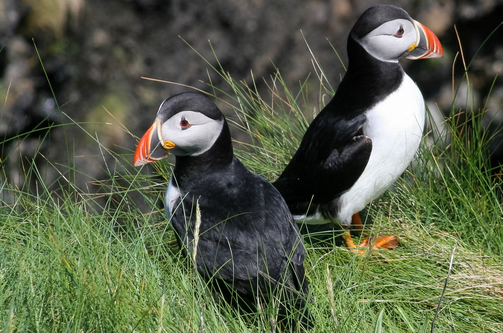 Puffin Isle Staffa, Scotland