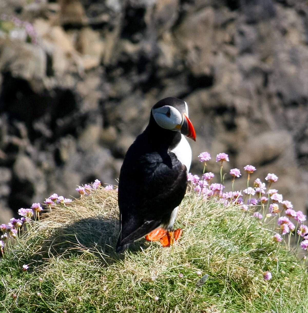 Puffin Isle Staffa, Scotland