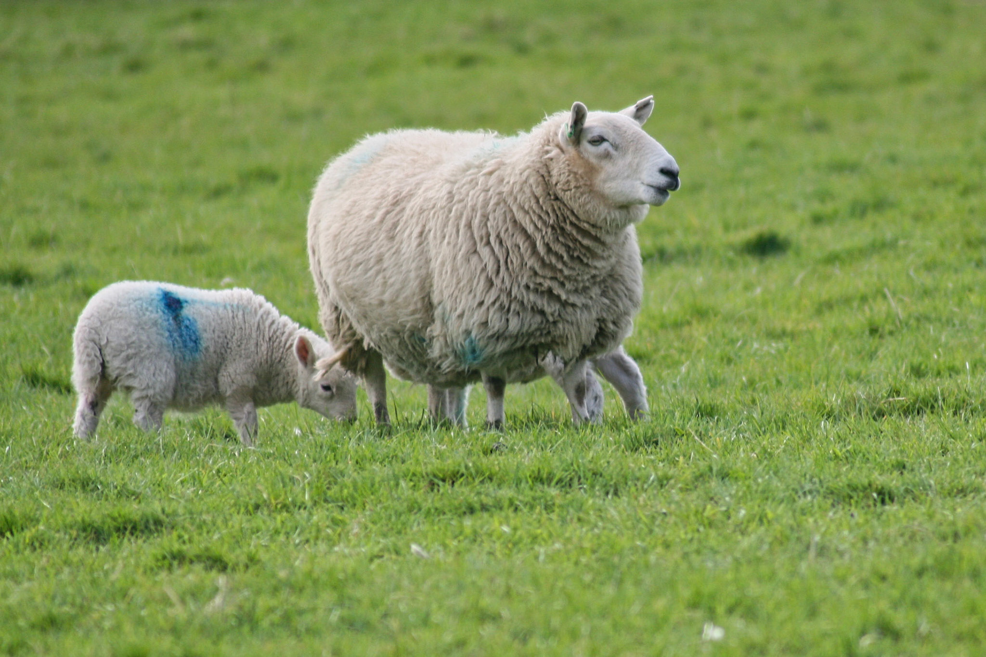 Sheep Scotland