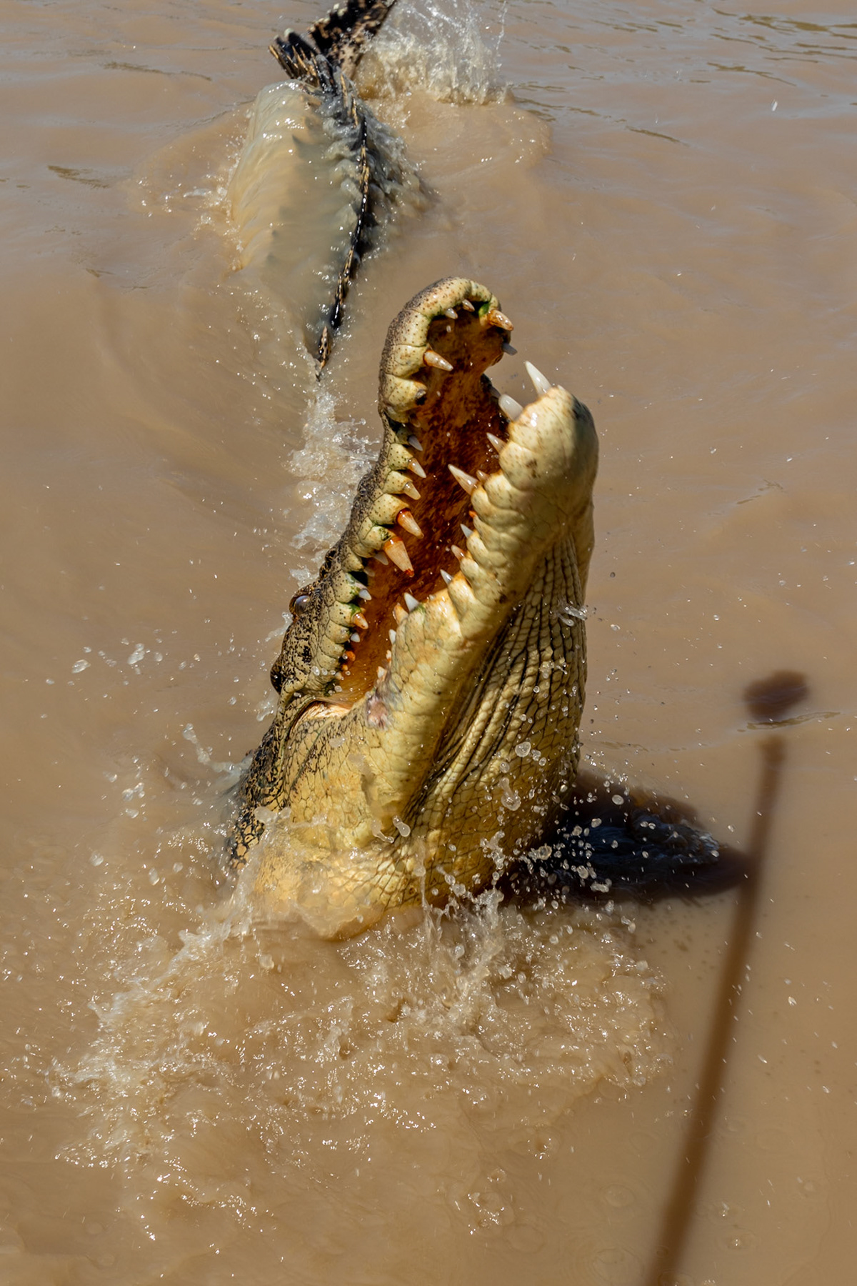 Julien Macanjo - Crocodiles of Kak…