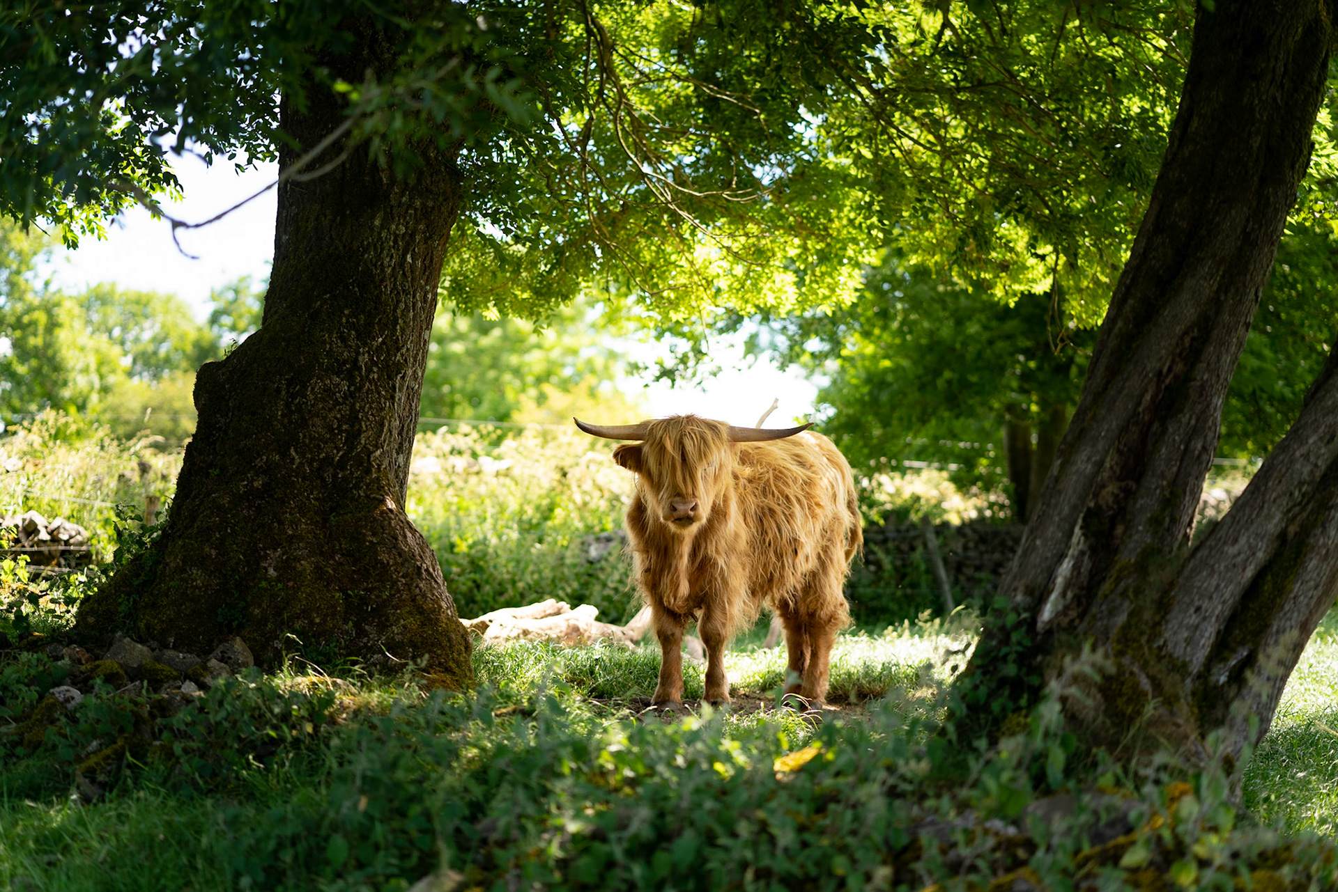 Pretty cow