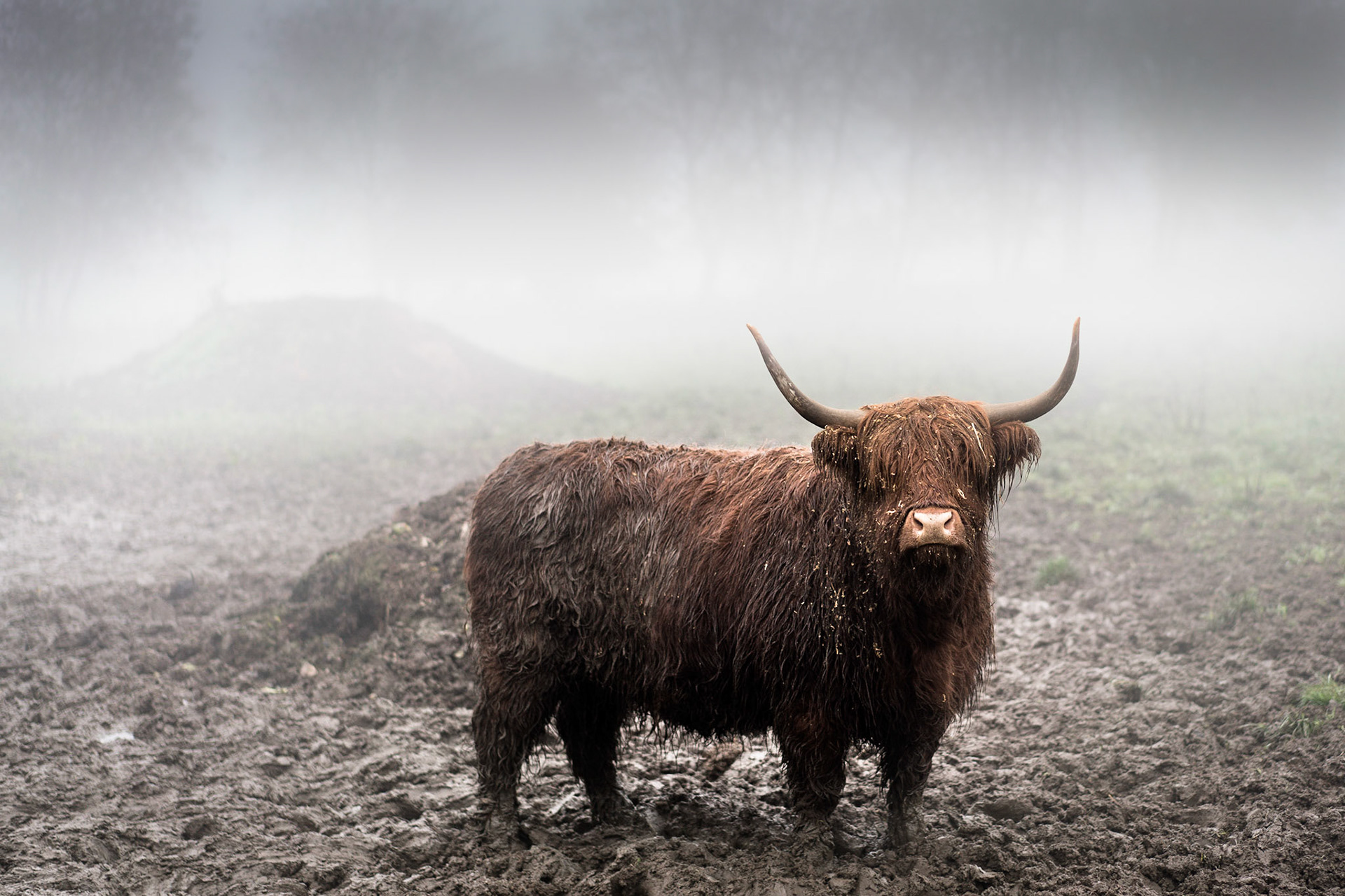 Foggy, muddy, Hairy