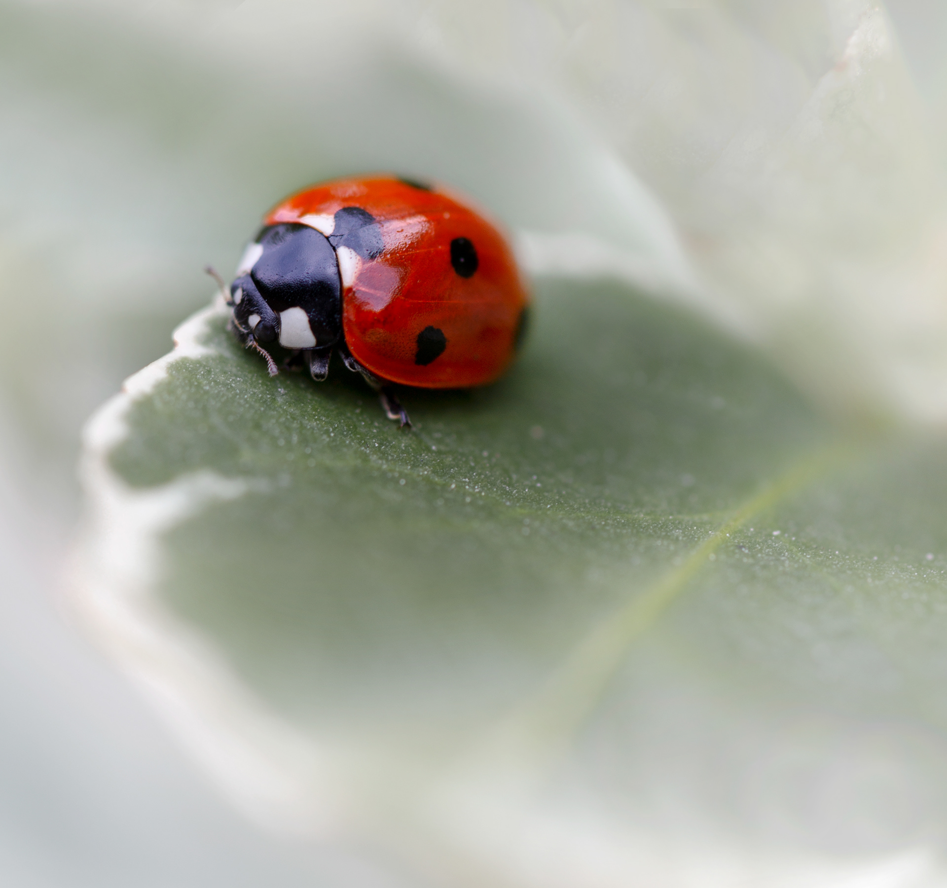 Ladybird, springtime