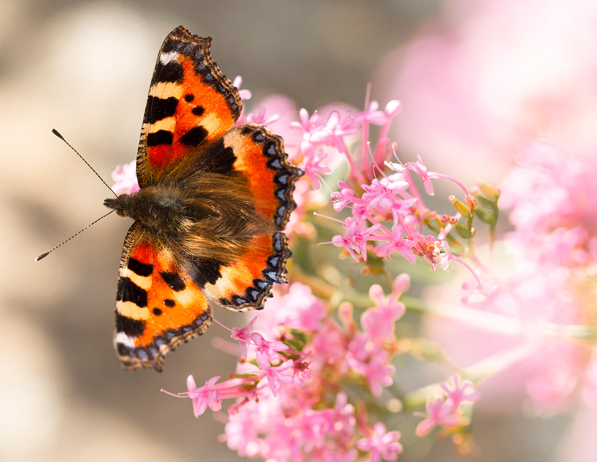 Tortishell butterfly