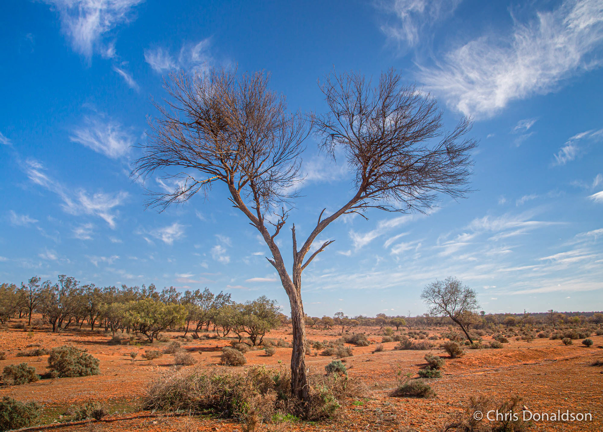 Spring Hills Mulga Tree (watercolour print)