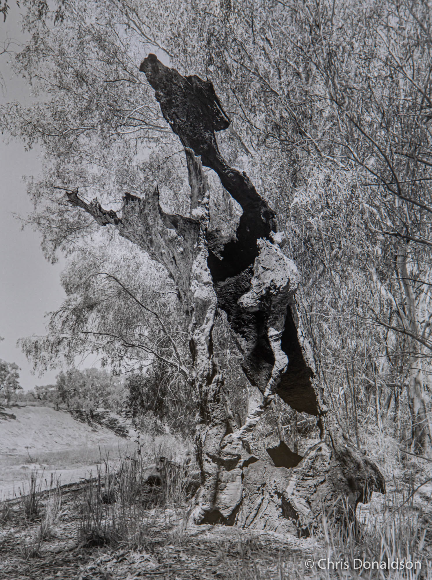 Still Standing (Gelatin Silver print)