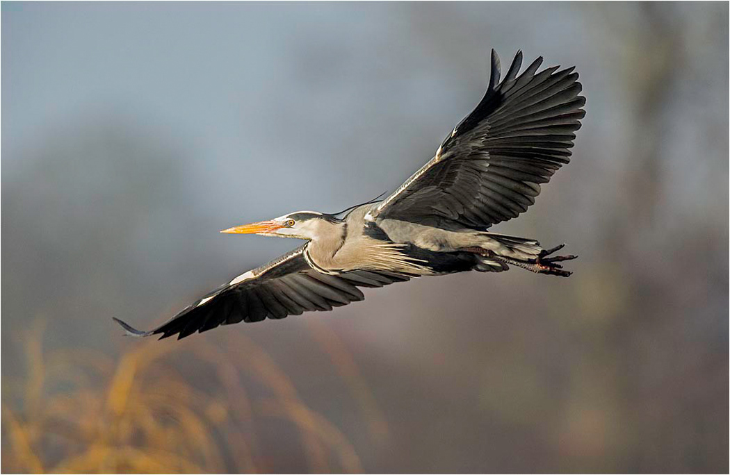 Heron