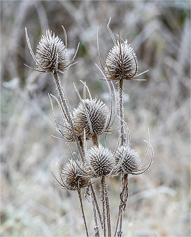 Frost covered Teasels