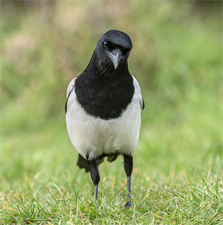 Magpie