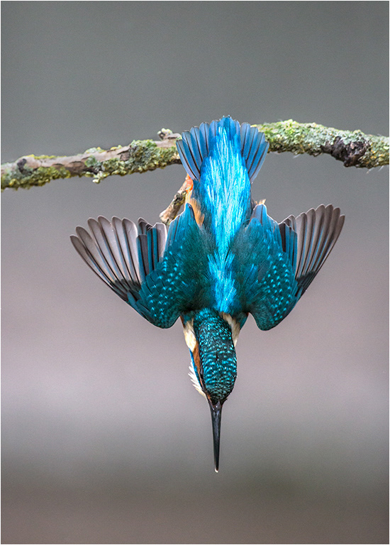 Kingfisher - Diving