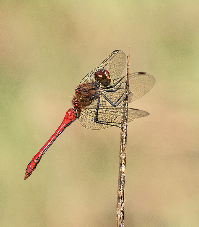 Ruddy Darter