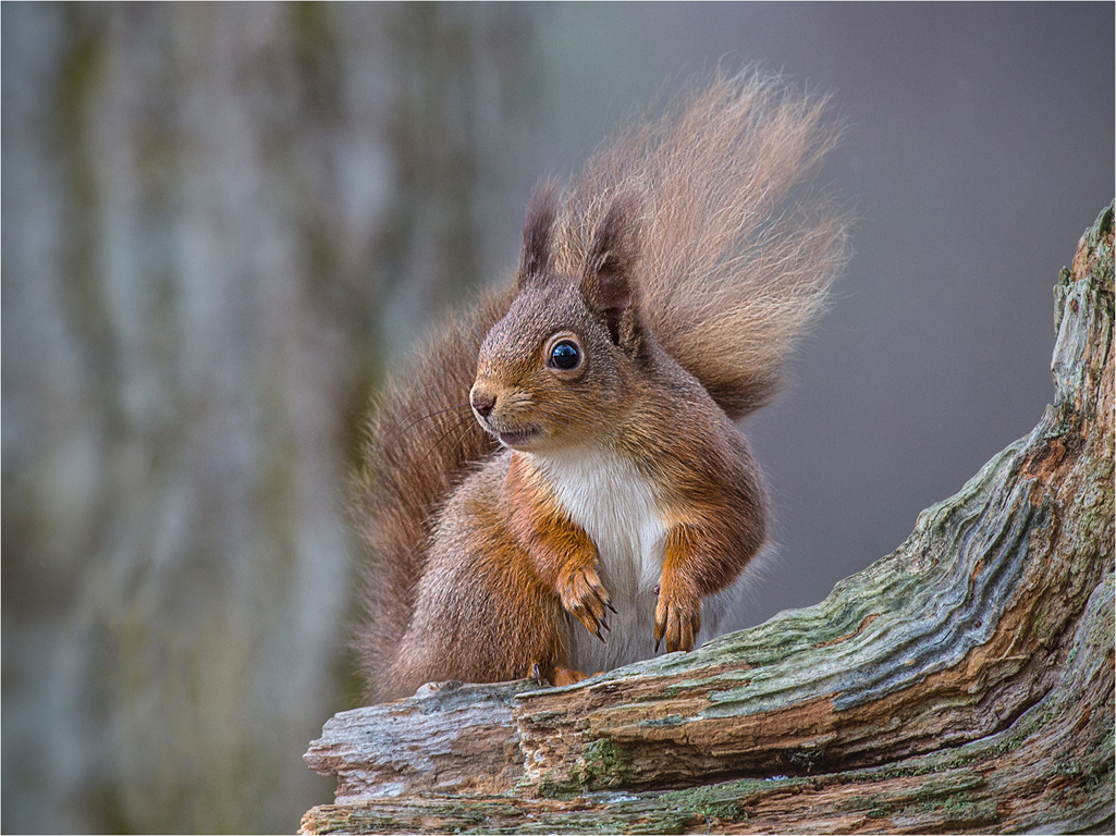 Red Squirrel