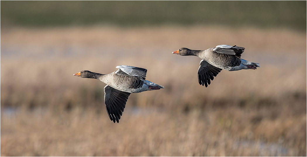 Geese in Flight