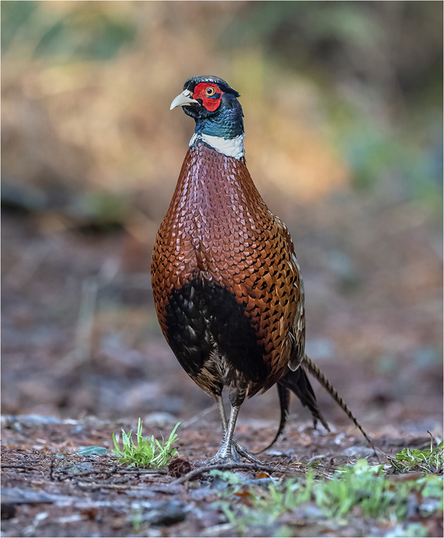 Pheasant - Male