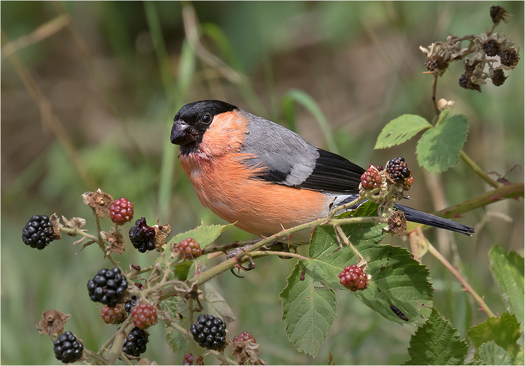 Bullfinch Male